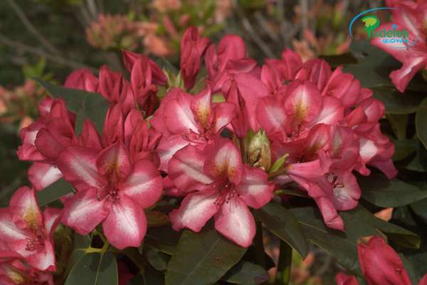 Rhododendron Prinz Karneval
